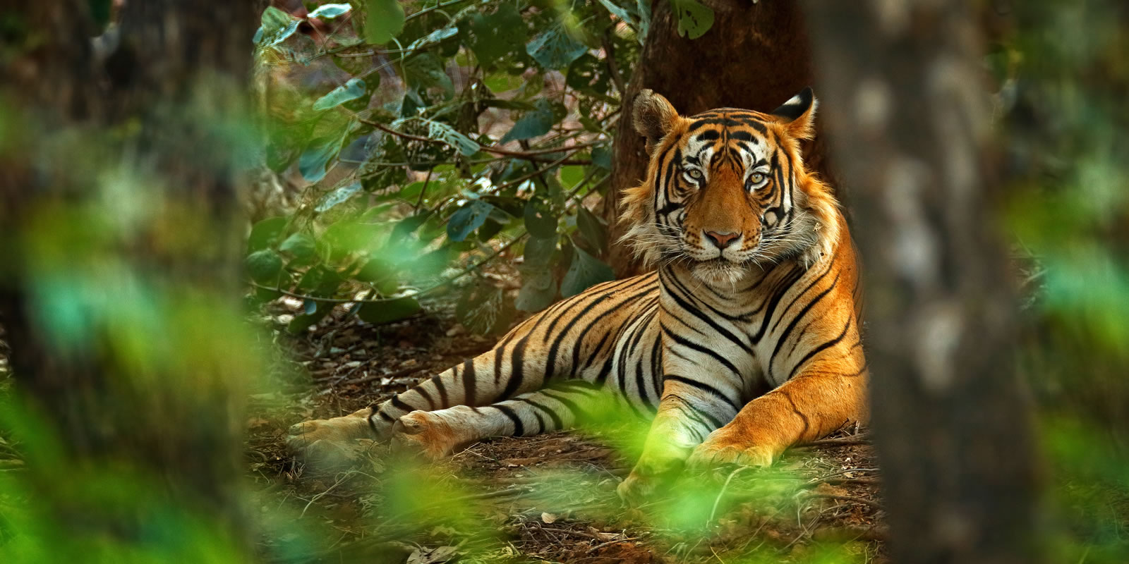 Bengal tiger in the dry forests of Ranthambore