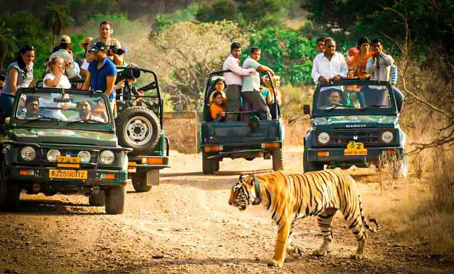 Ranthambore wildlife safari experience