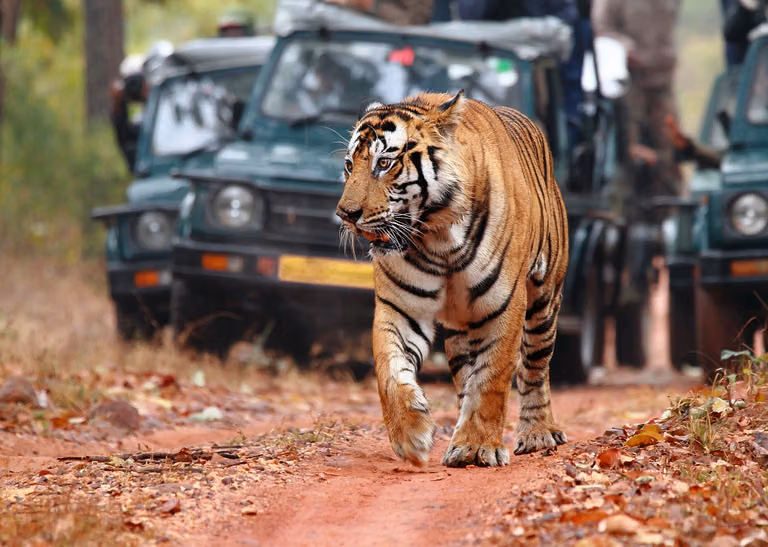 Ranthambore Fort