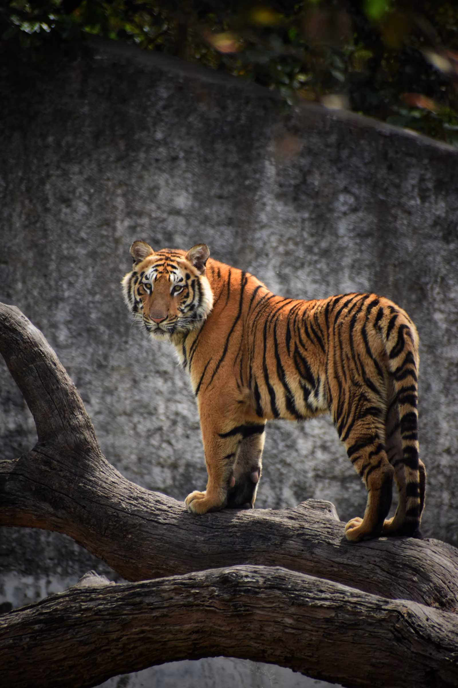 Tiger in Ranthambore