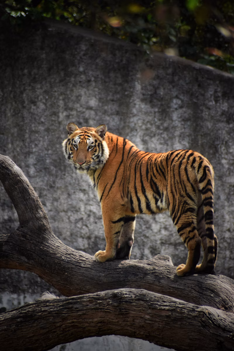 Classic Tiger Safari Weekend